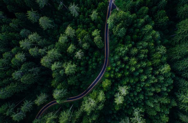 dense forest