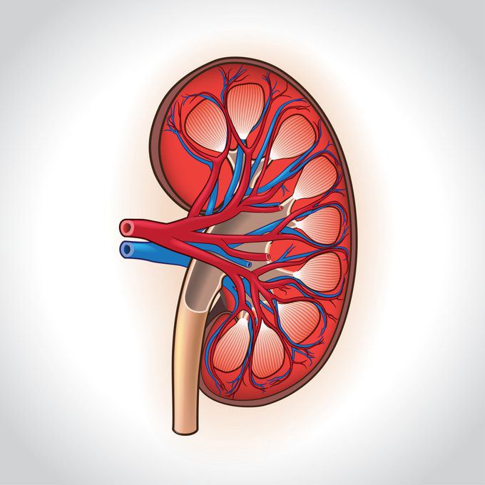 kidney 